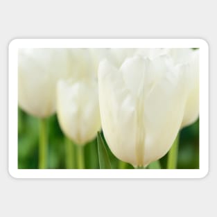 Tulipa  &#39;Hakuun&#39;   Darwin Hybrid Group  Tulip Sticker